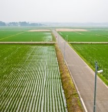 Rice Industry