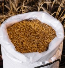 Seeds & Agriculture Industry