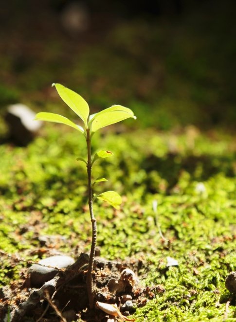 Sustainable Manufacturing